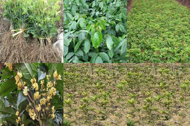 桂花可以晒干泡茶喝吗1688949031389