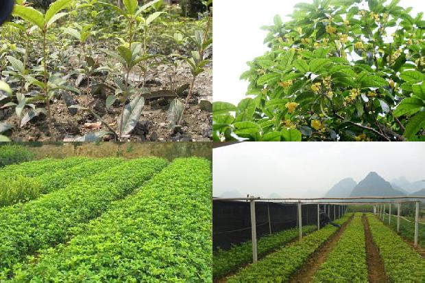 孕妇可以泡桂花茶喝吗1689122061415