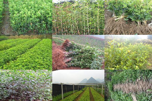 湖南桂花树价格表最新1689899217475