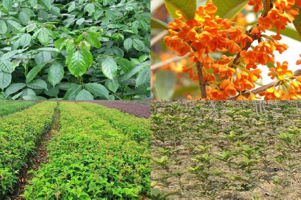 天香台阁桂花叶片特点1690850097814