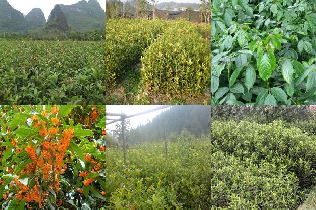 桂花单枞茶1673916928503