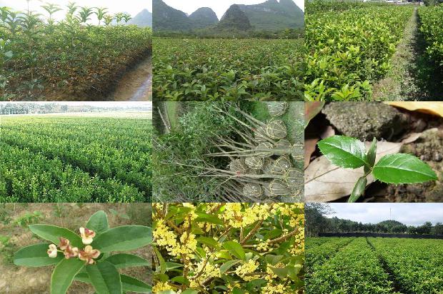 桂花单丛茶1673916946065