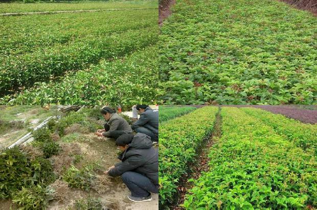 桂花单丛茶1673916946071