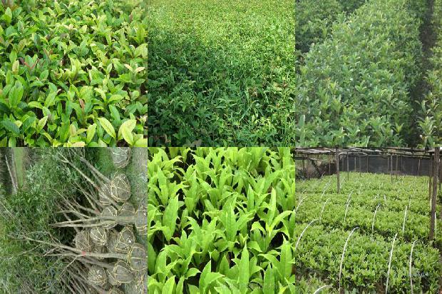 桂花耐寒最低温度1673917193477