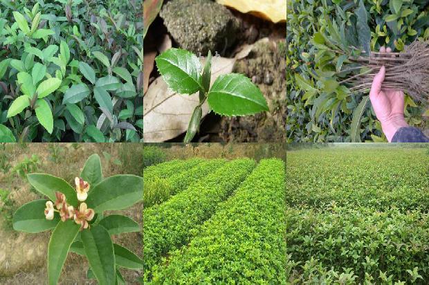 桂花摘了能直接泡茶吗1689207543144
