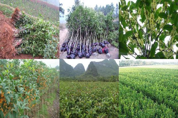 桂花茶是什么桂花做的1674003043074