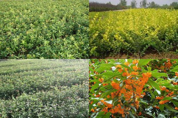 桂花怎么样做成干桂花1674003284028