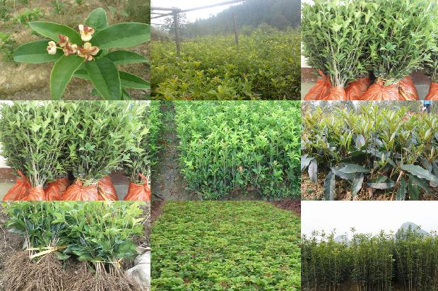 桂花怎么样做成干桂花1674003284046