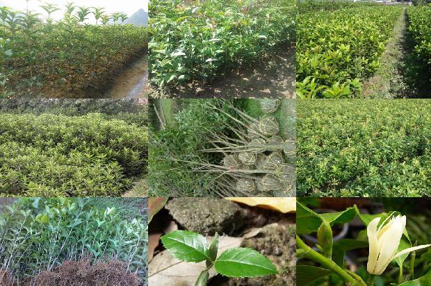 桂花可以直接摘下来泡茶吗1689122235644