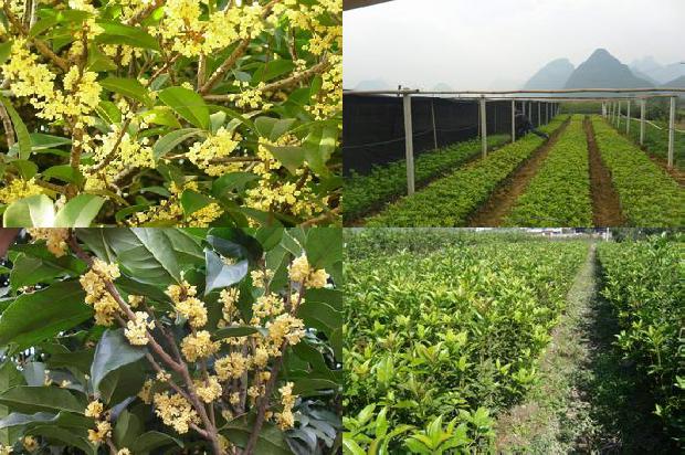 桂花长白毛怎么办1674087311853