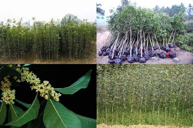 刚移植的桂花树叶尖变干枯1674087396358