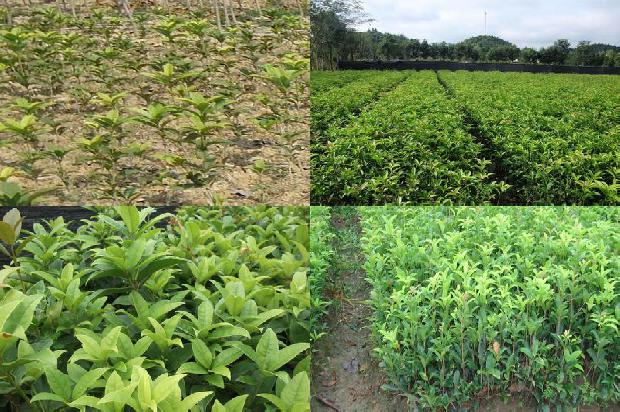 刚移植的桂花树叶尖变干枯1674087396405