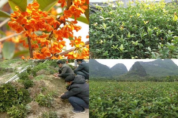 桂花的一年四季1674089705121