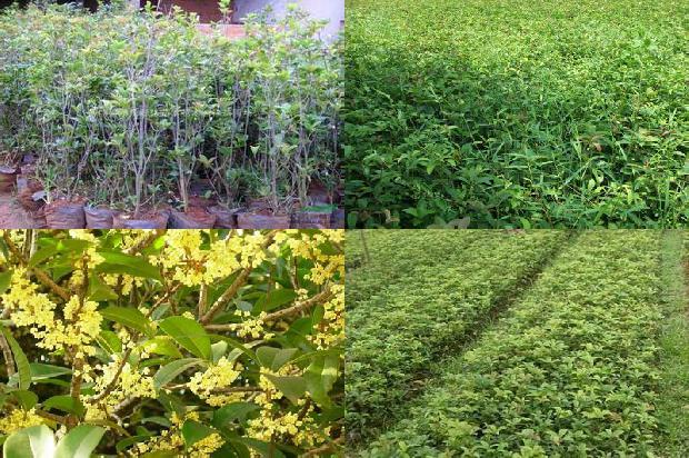 适合北方庭院种植的桂花树种1688431769979