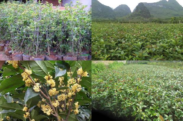 桂花树苗最新价格多少钱一颗1689899598580