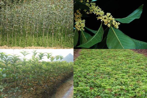 东裕桂花红茶1674090018225