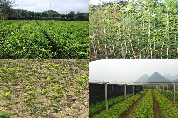 东裕桂花红茶1674090018272