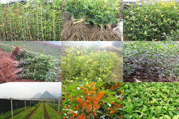 桂花干和桂花茶1674090337219