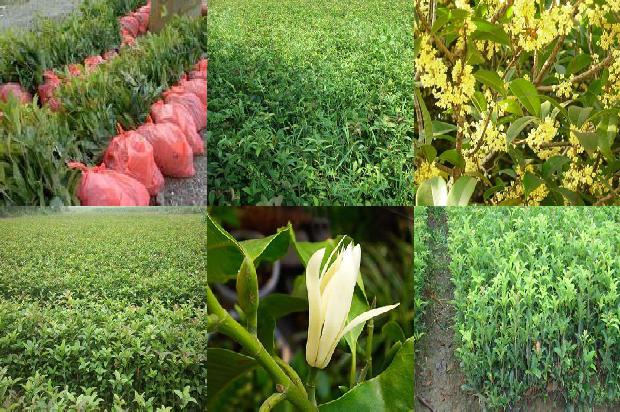 冻干桂花和烘干桂花哪个好1674174403416