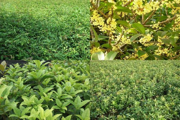 桂花的桂的笔顺1674174424189