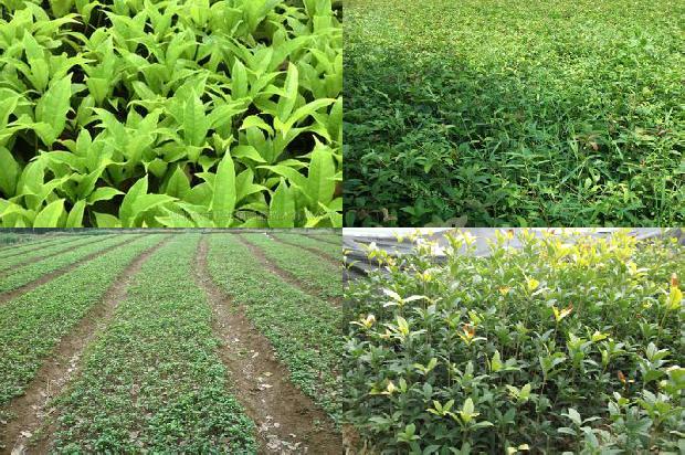 八月桂花有蜜吗1674175064078