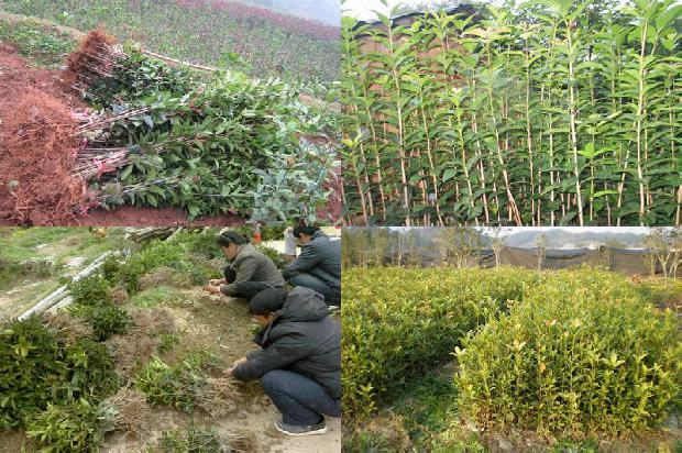 桂花树价格标准是多少钱一棵呢1690418550093