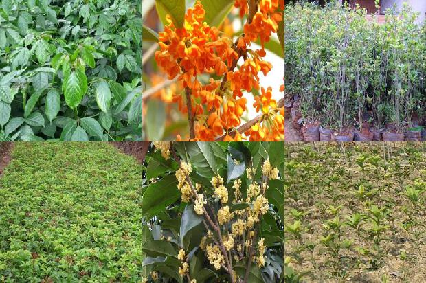 干桂花多少钱一斤1674175364354