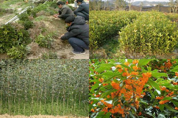 干桂花多少钱一斤1674175364367