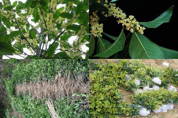 干桂花怎么做成糖桂花1674175401219