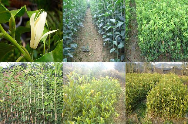 干桂花怎么做成糖桂花1674175401225