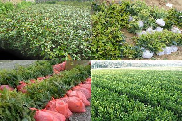 茶花与桂花1674260637076