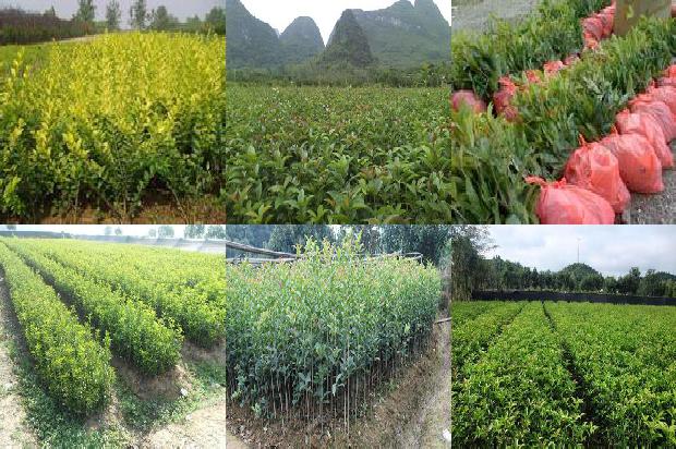 桂花 茉莉花1674261968855