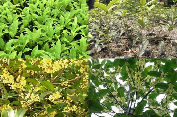 新鲜桂花怎么做成干桂花1689035021960