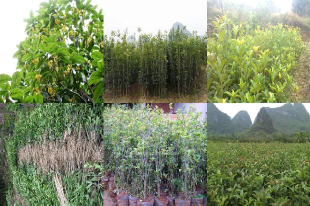 桂花大枣茶1674262686114