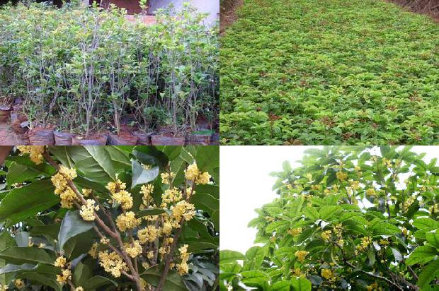 桂花树病害防治措施1688349234250