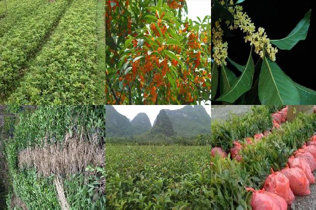 桂花赤豆羹1674262787866