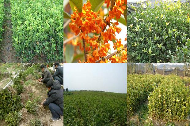 桂花诗词