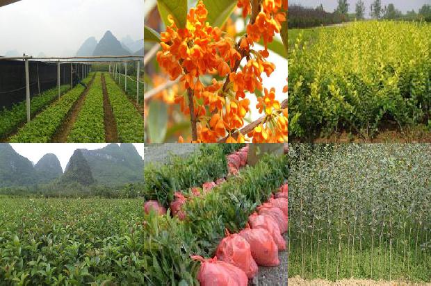 桂花的花蕊1674347036514