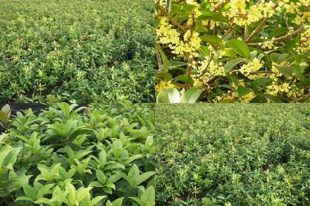 桂花的葬礼1674347414912