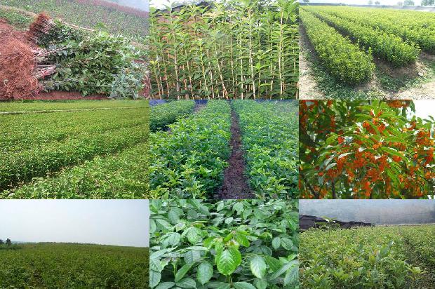 新鲜桂花能泡茶喝吗?1689035031897