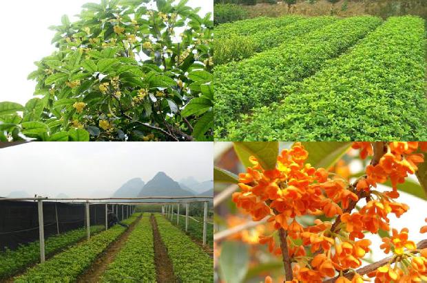 桂花小苗的价格是多少钱一棵1689899405029