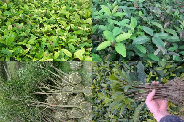 盆栽桂花树价格多少一棵合适1690418574770