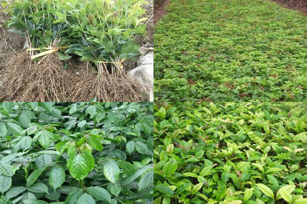 大姨妈期间能喝桂花茶水吗1689576489749