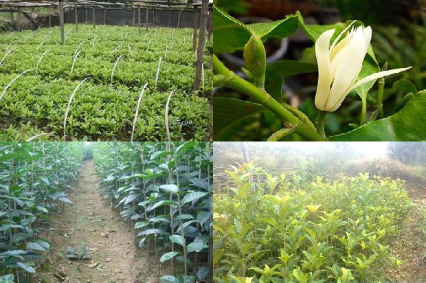 桂花乌龙茶价格多少钱一斤1689467869635