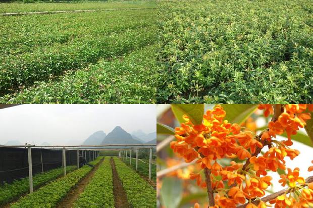 八月桂花满枝头白色桂花细胞中的能量转换器是1688349787327
