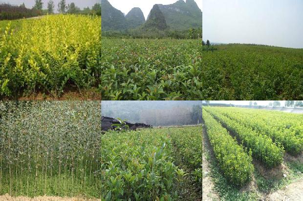 阳台种桂花树可以吗1690677642529