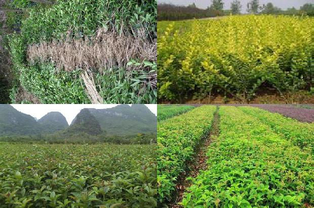 桂花怎么种植方法1674435008286