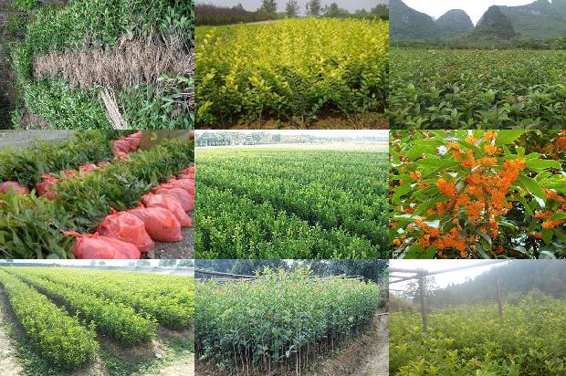 桂花怎么种植方法1674435008298