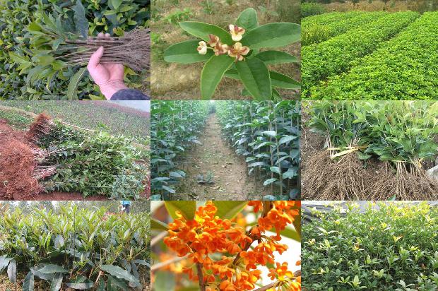 桂花什么时候种植什么时候开花呢1688605968468