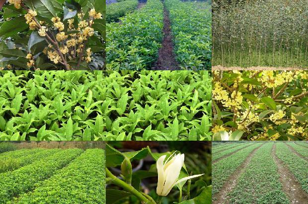桂花茶能和茶叶一起泡吗1689577086193